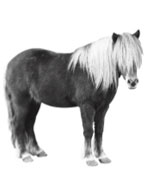 Royal Pony Film kontakt